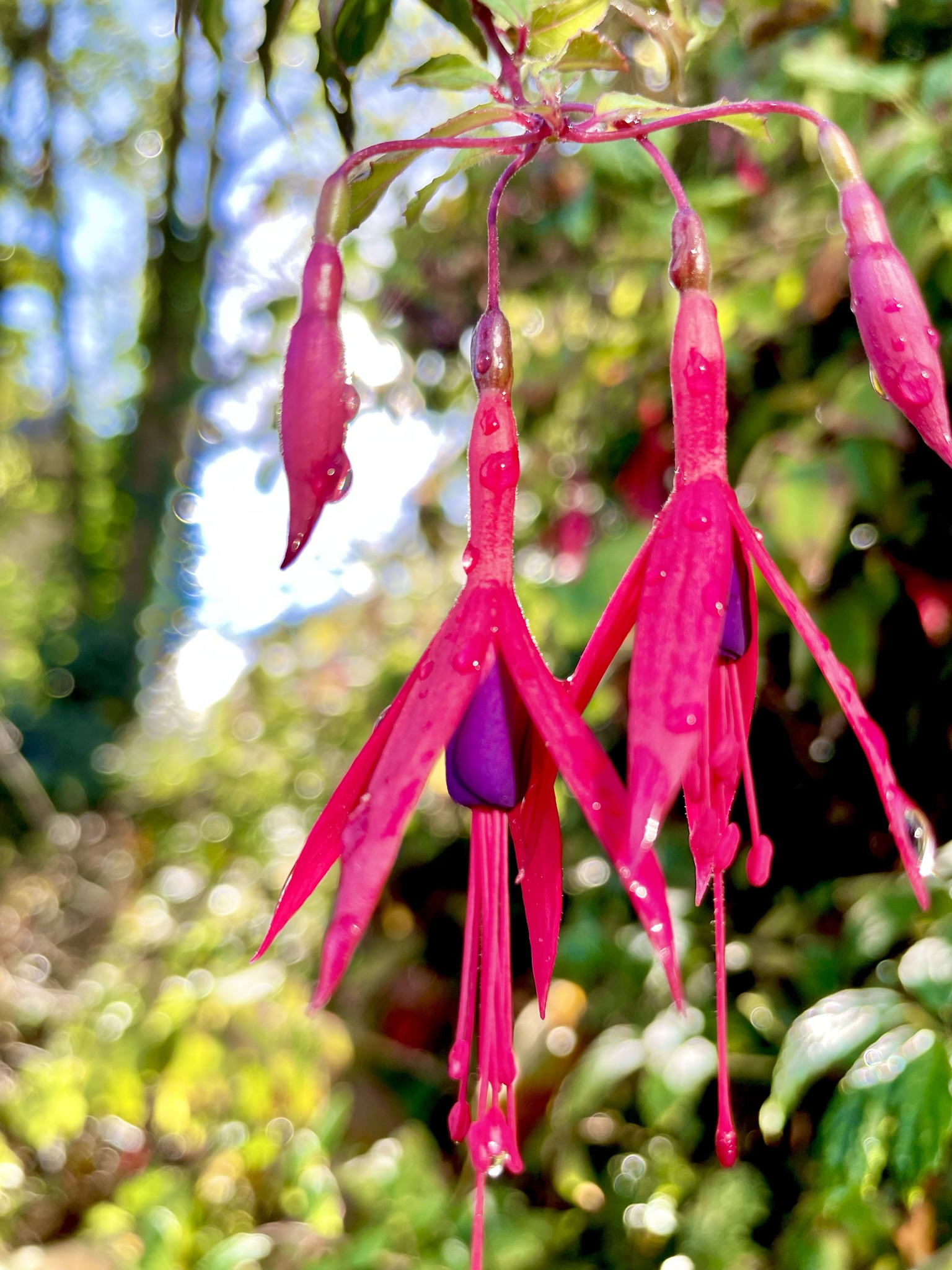 Fuchsia
